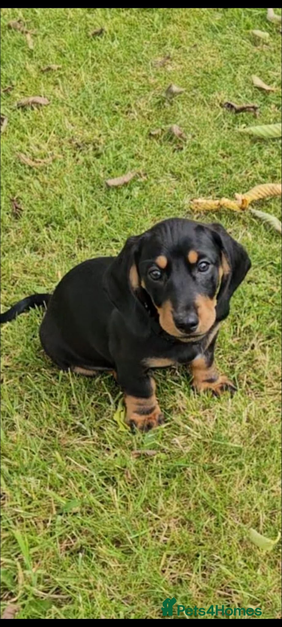 Dachshund dogs Dachshund puppies  - Advert 6
