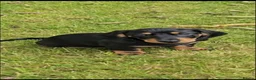 Dachshund dogs for sale: Dachshund pups ready now £600 (2 girls left ) - Advert 3