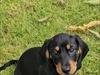 Dachshund dogs Dachshund puppies - Advert 6