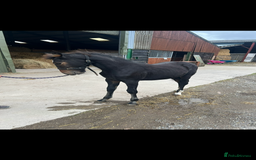 Friesian horses for sale: Gorgeous Friesian x Irish Draft  - Image 4