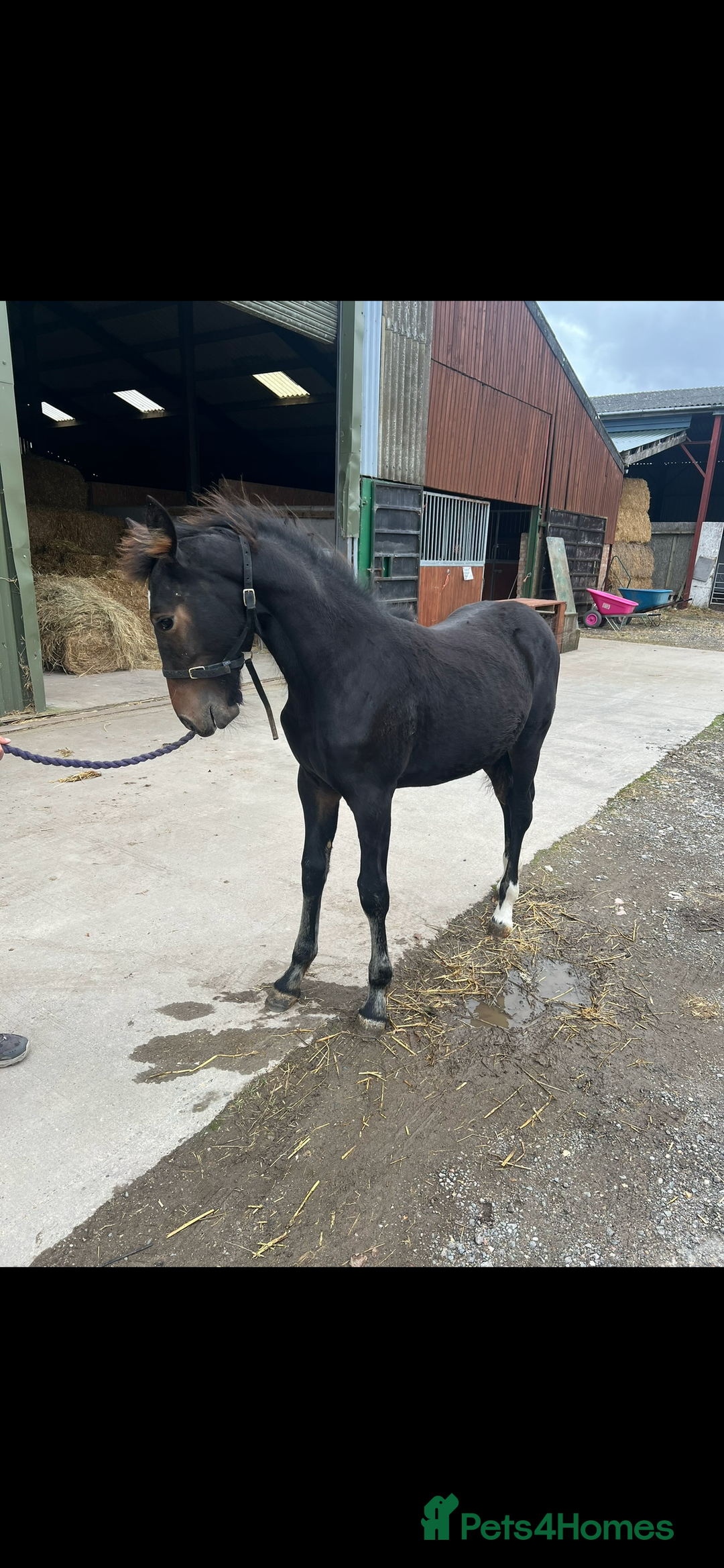 Friesian horses for sale: Gorgeous Friesian x Irish Draft  - Image 4