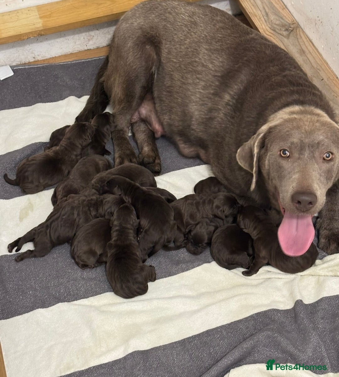 Labrador Retriever dogs for sale: Beautiful KC Chocolate Labrador Retriever puppies - Advert 15