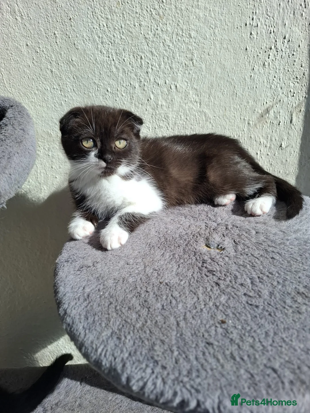 Mixed Breed cats for sale: 2 beautiful Kittens Looking for Loving Homes - Advert 2