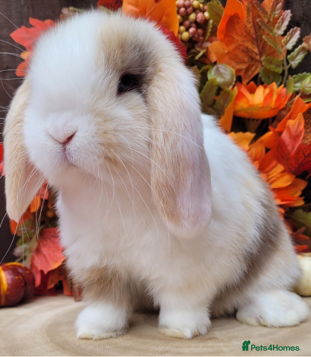 Mini Lop rabbits Stunning pure bred mini lops available.  - Advert 2