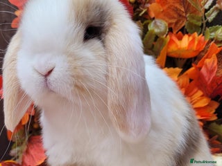 Mini Lop rabbits 2 Stunning girl pure bred mini lops available. - Advert 14