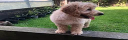 Goldendoodle dogs for sale: F1 Miniature Goldendoodle 100% DNA Health Tested - Advert 6