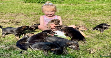 Mixed Breed dogs - Advert 10