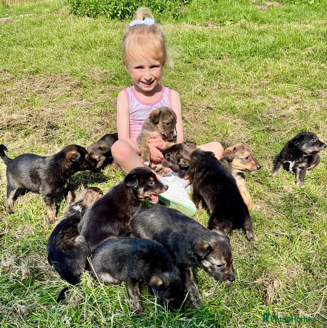 Mixed Breed dogs for sale: Lurcher cross collie pups - Image 2