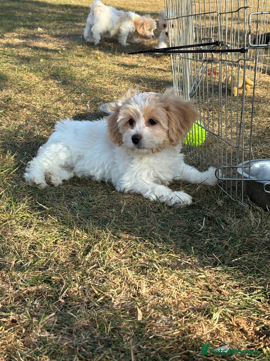 Cavachon dogs for sale: Cavachon puppies  - Image 23