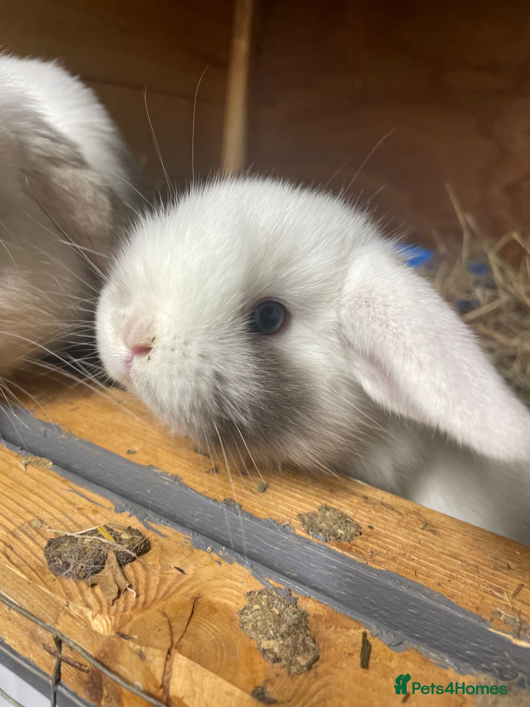 Mini Lop rabbits for sale: Stunning mini lops  - Image 3