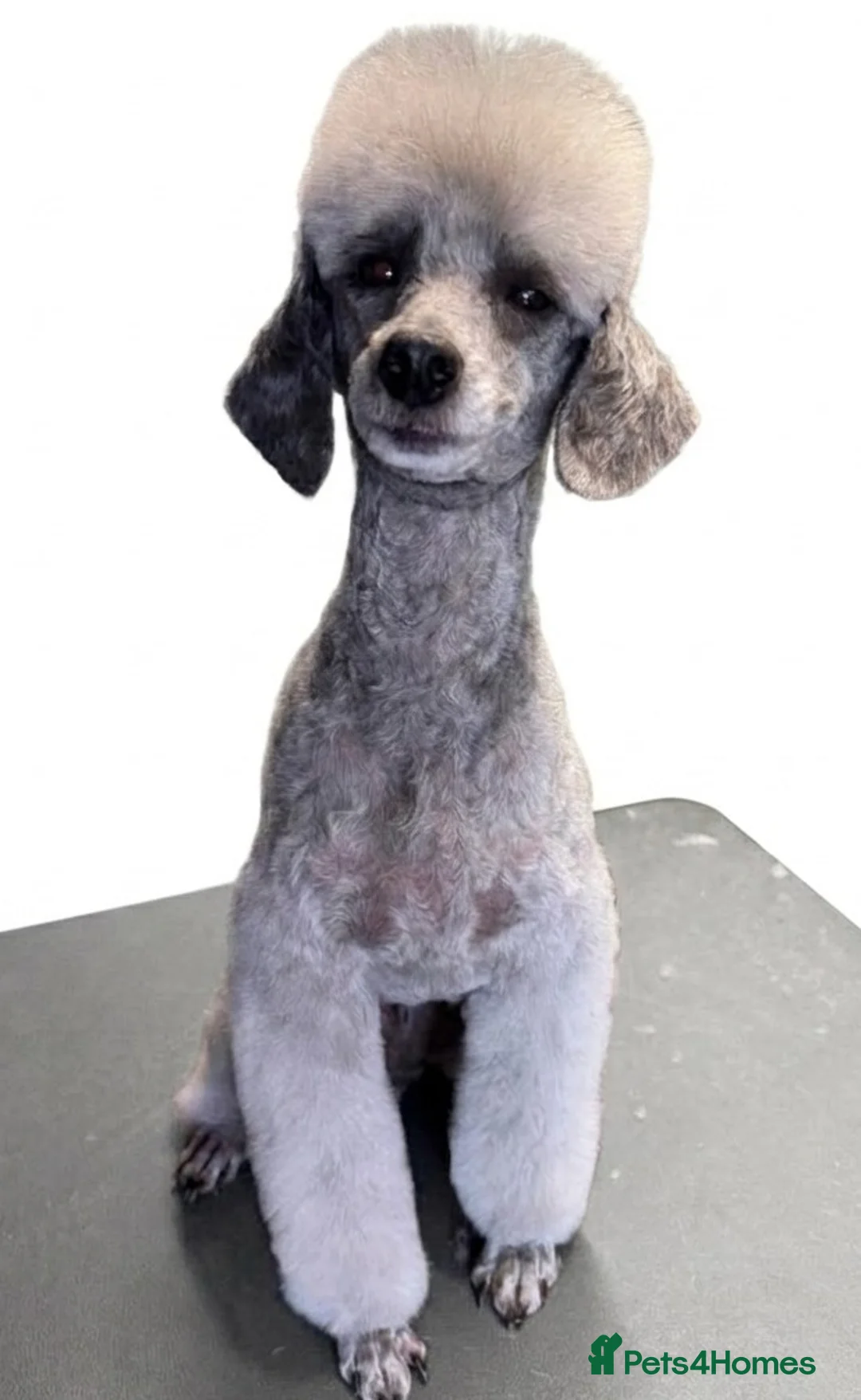 Schnoodle dogs for sale: BLUE Schnoodle Puppies 🐾 - Advert 10
