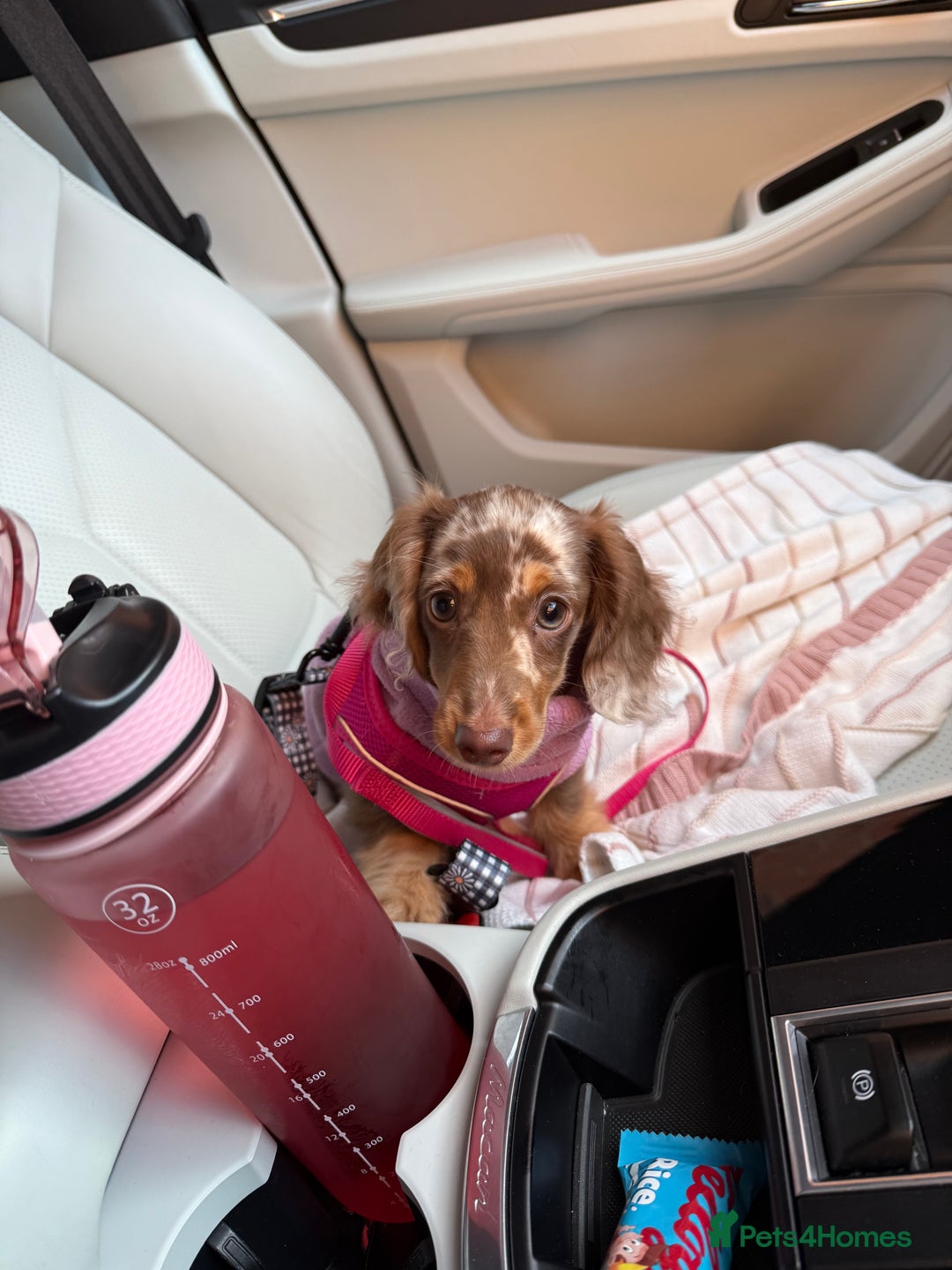 Miniature Dachshund dogs for sale: Miniature smooth haired dachshund  - Image 5