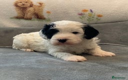 Cavapoo dogs for sale: Super cute, health tested, friendly Cavapoo pups  - Image 16