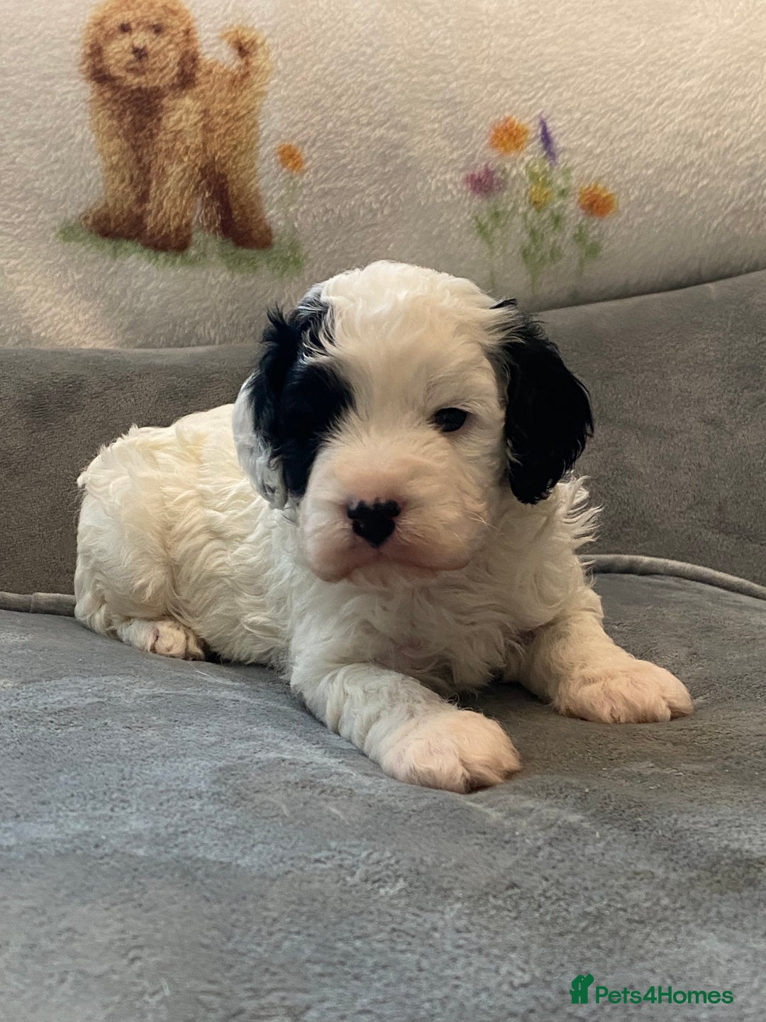 Cavapoo dogs for sale: Super cute, health tested, friendly Cavapoo pups  - Image 16