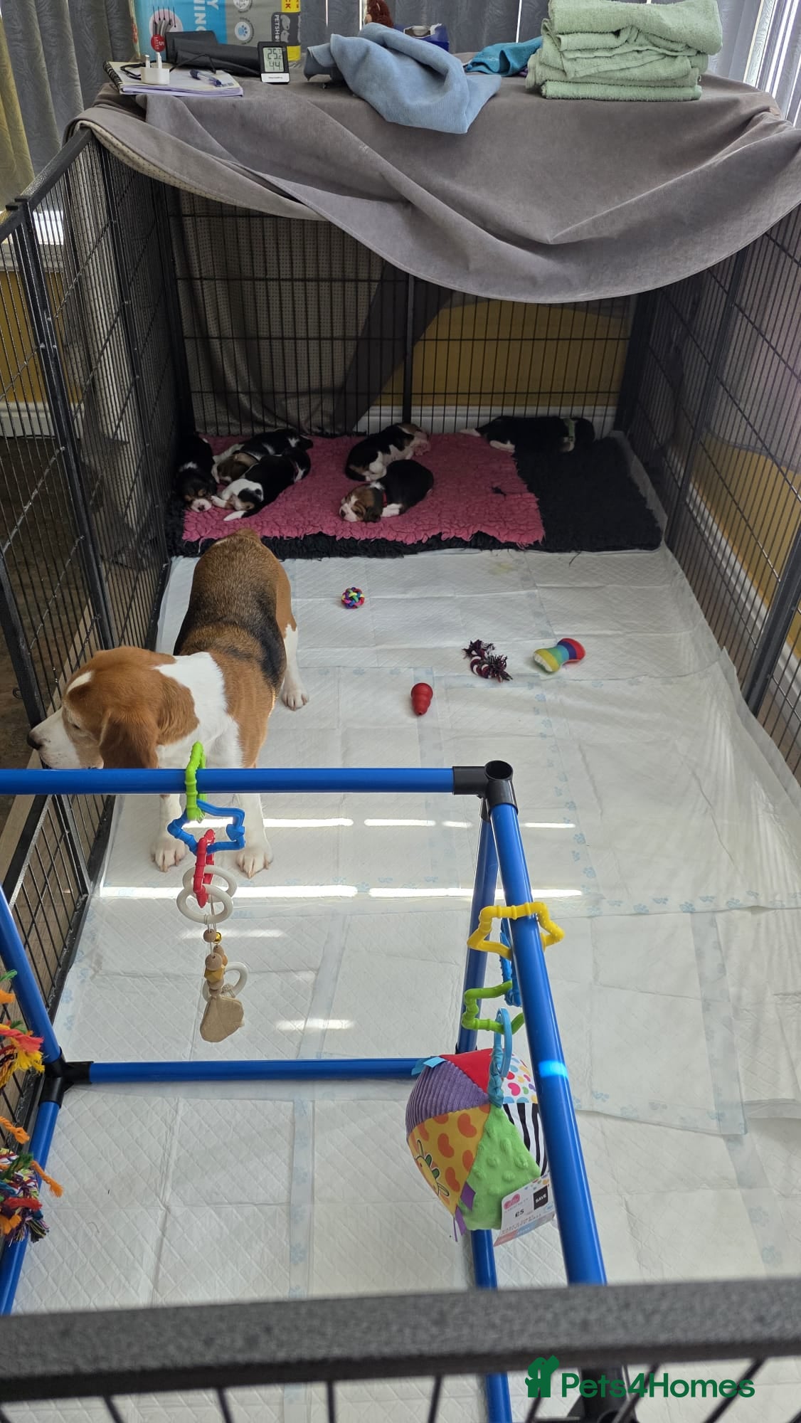 Beagle dogs RKC Registered Puppies for Sale - Advert 14