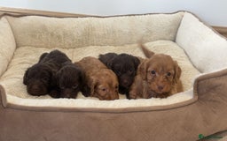 Cockapoo dogs for sale: Stunning Litter of 6 F1 Cockerpoo puppies  - Image 2