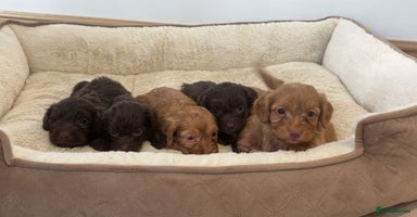 Cockapoo dogs - Advert 7