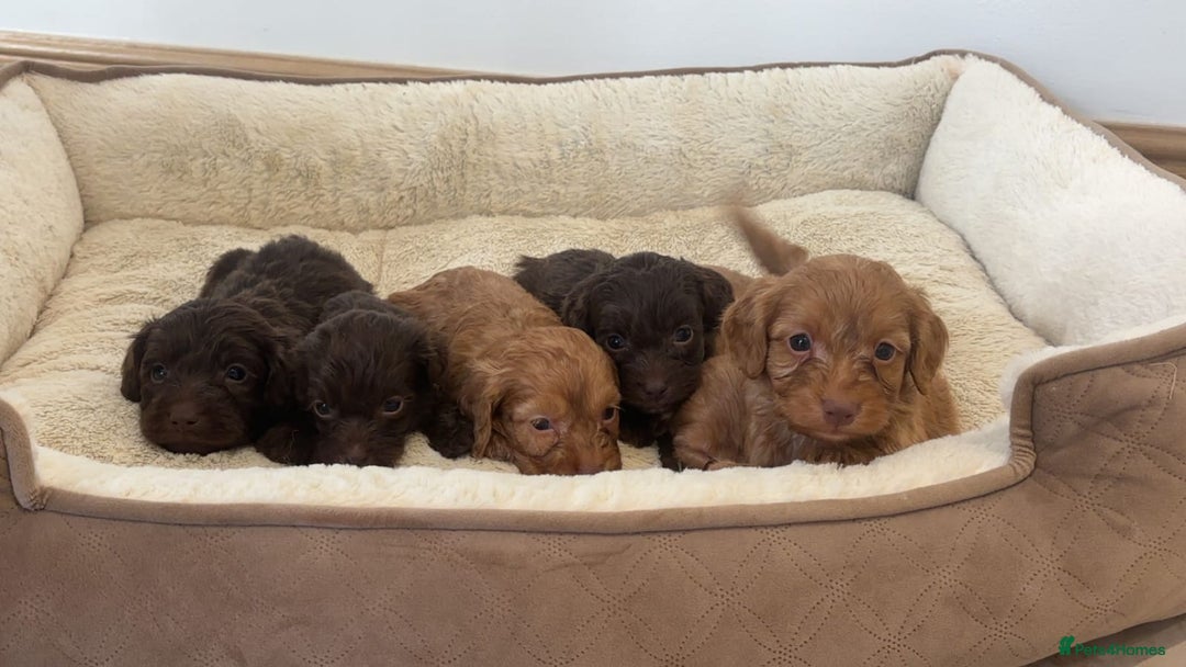 Cockapoo dogs for sale: Stunning Litter of 6 F1 Cockerpoo puppies  - Image 2