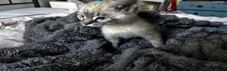 Mixed Breed cats for sale: 10 week old kitten in Banwell - Advert 5