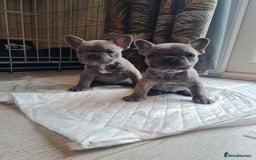 French Bulldog dogs for sale: French bulldog pups  - Image 12