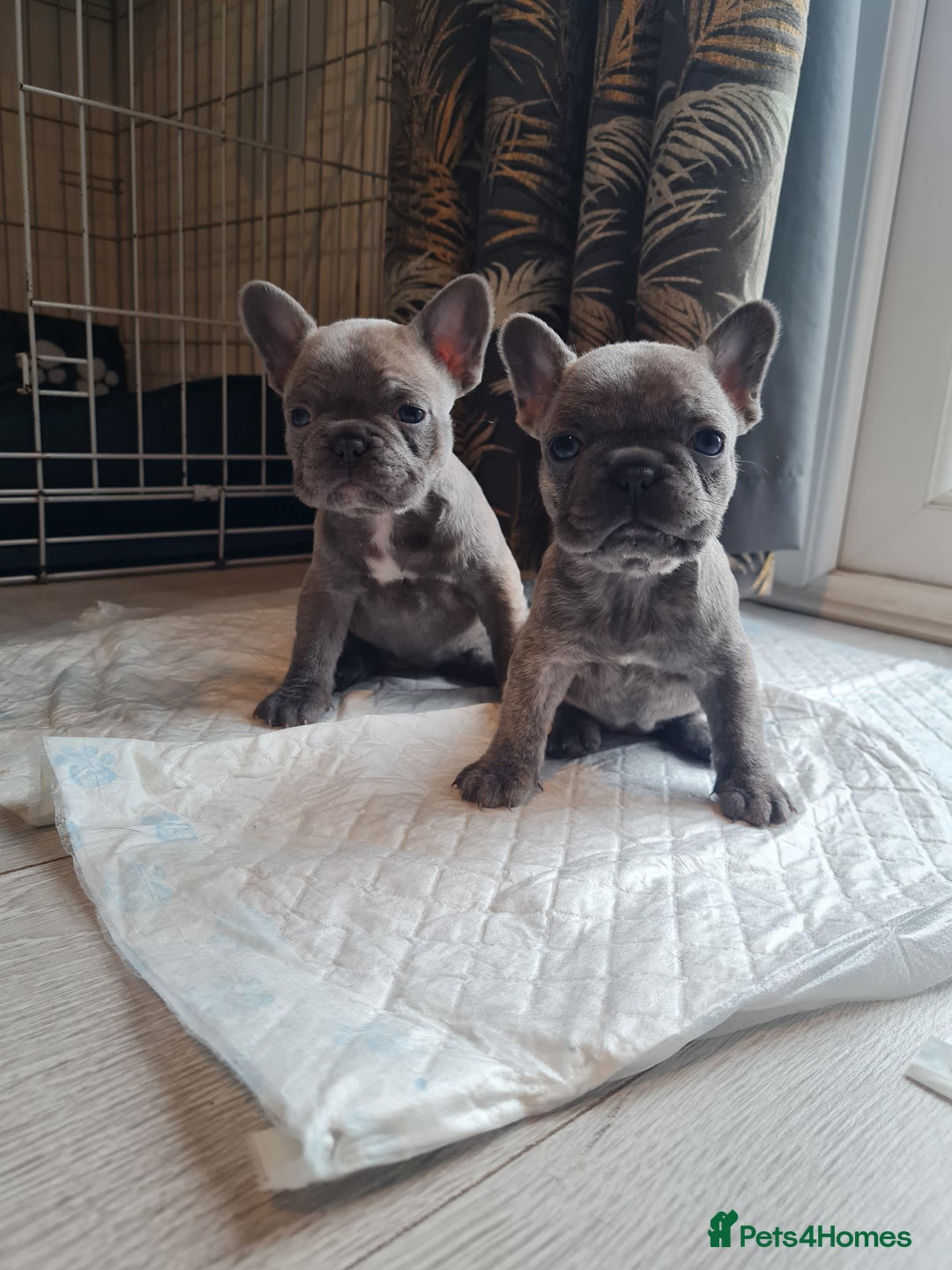 French Bulldog dogs for sale: French bulldog pups  - Image 12