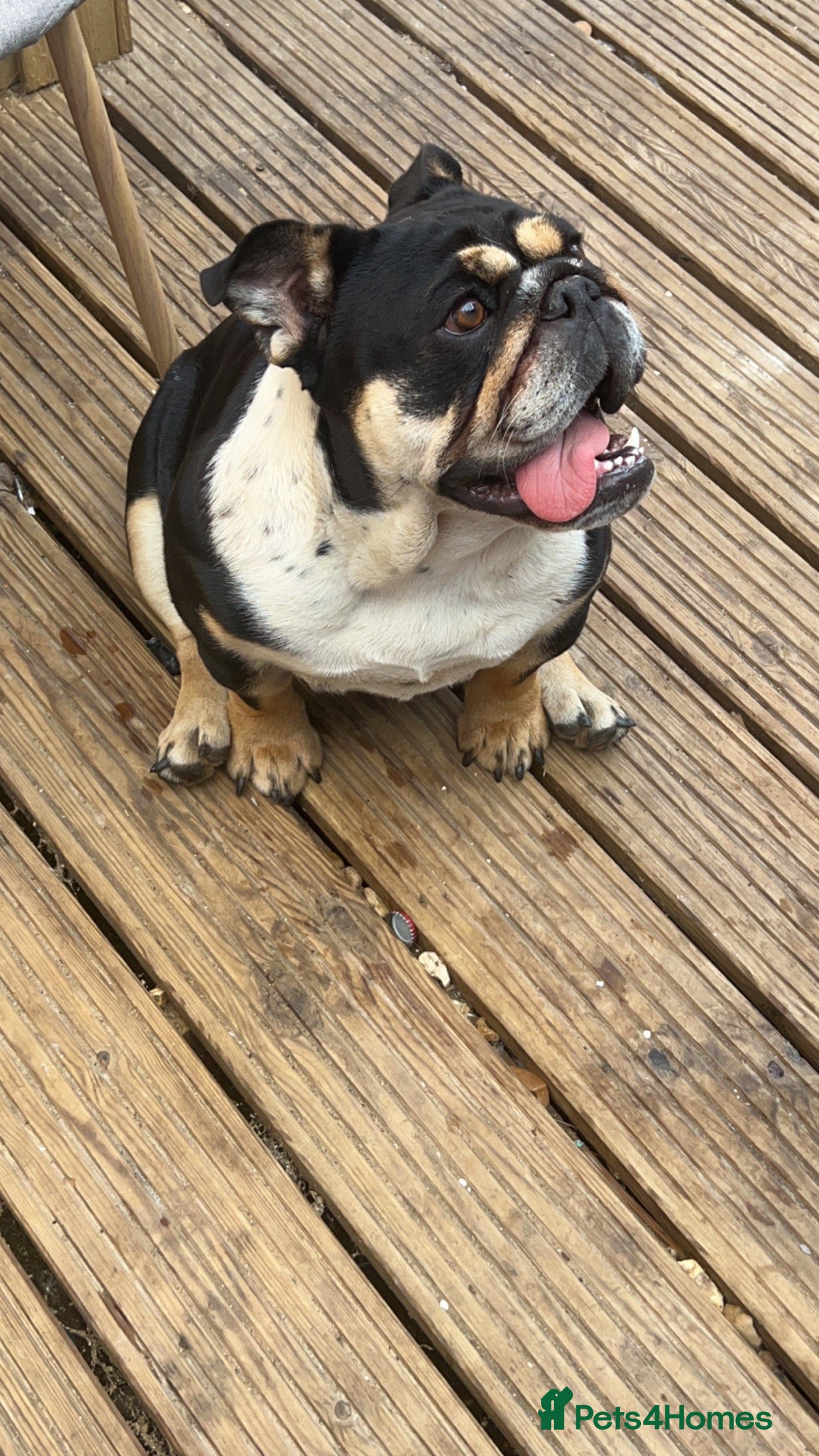 English Bulldog dogs Top lines of english bulldog - Advert 12