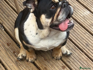 English Bulldog dogs Top lines of english bulldog - Advert 7