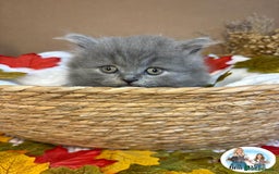 British Shorthair cats for sale: 3 British short hair / long hair kittens  - Image 21