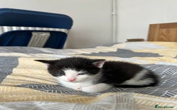 Mixed Breed cats for sale: Adorable 5-Week-Old Kittens Ready for Loving Home  - Image 24