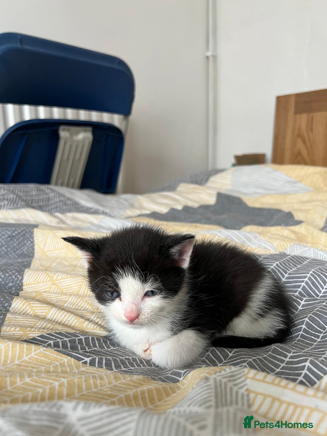 Mixed Breed cats for sale: Adorable 5-Week-Old Kittens Ready for Loving Home  - Image 24
