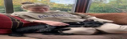 Mixed Breed dogs for adoption: 💙🐶 JAKE - Young Patterdale cross boy 🐶💙 in Wolverhampton - Advert 15