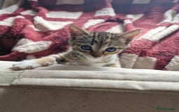 Mixed Breed cats for sale: Mixed breed kittens  - Image 5