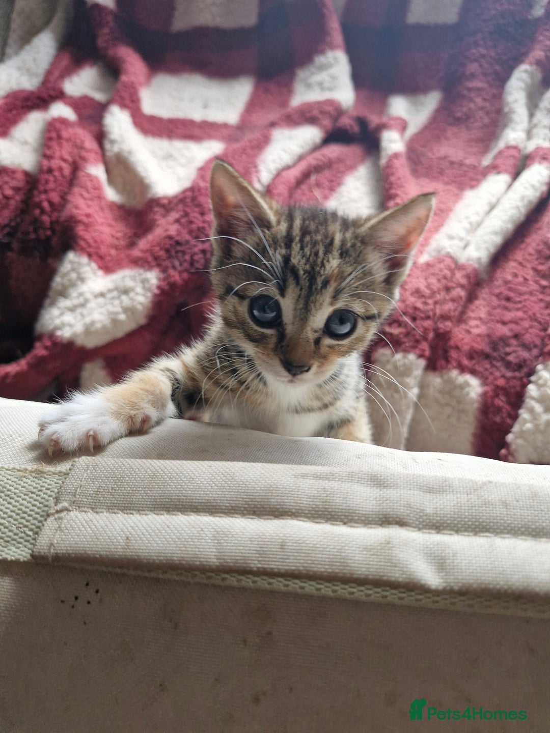 Mixed Breed cats for sale: Mixed breed kittens  - Image 5