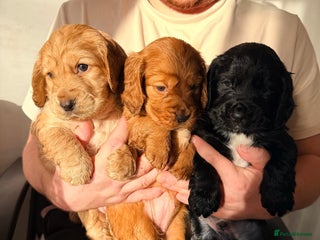 Cocker Spaniel dogs Cocker spaniel kc - Advert 9