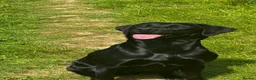 Labrador Retriever dogs for sale: Labrador Puppies 🐾 - Advert 2