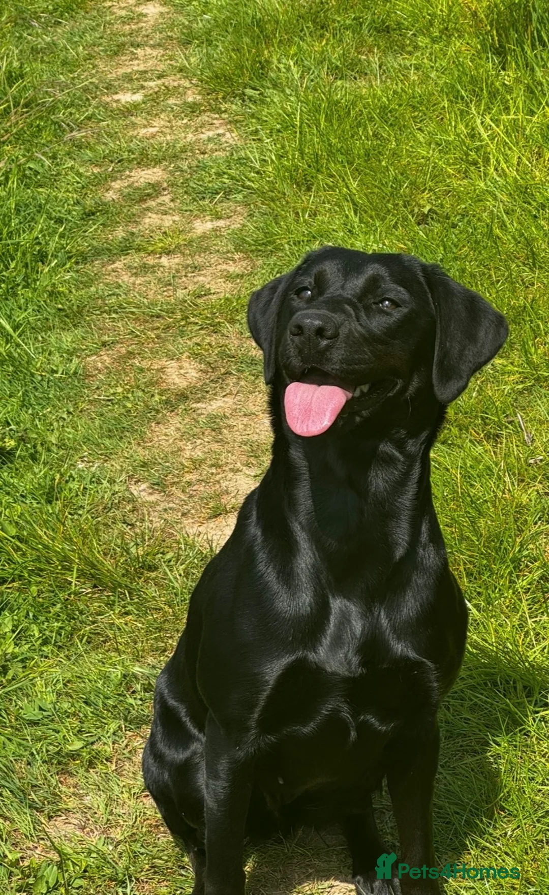 Labrador Retriever dogs for sale: Labrador Puppies 🐾 - Advert 2