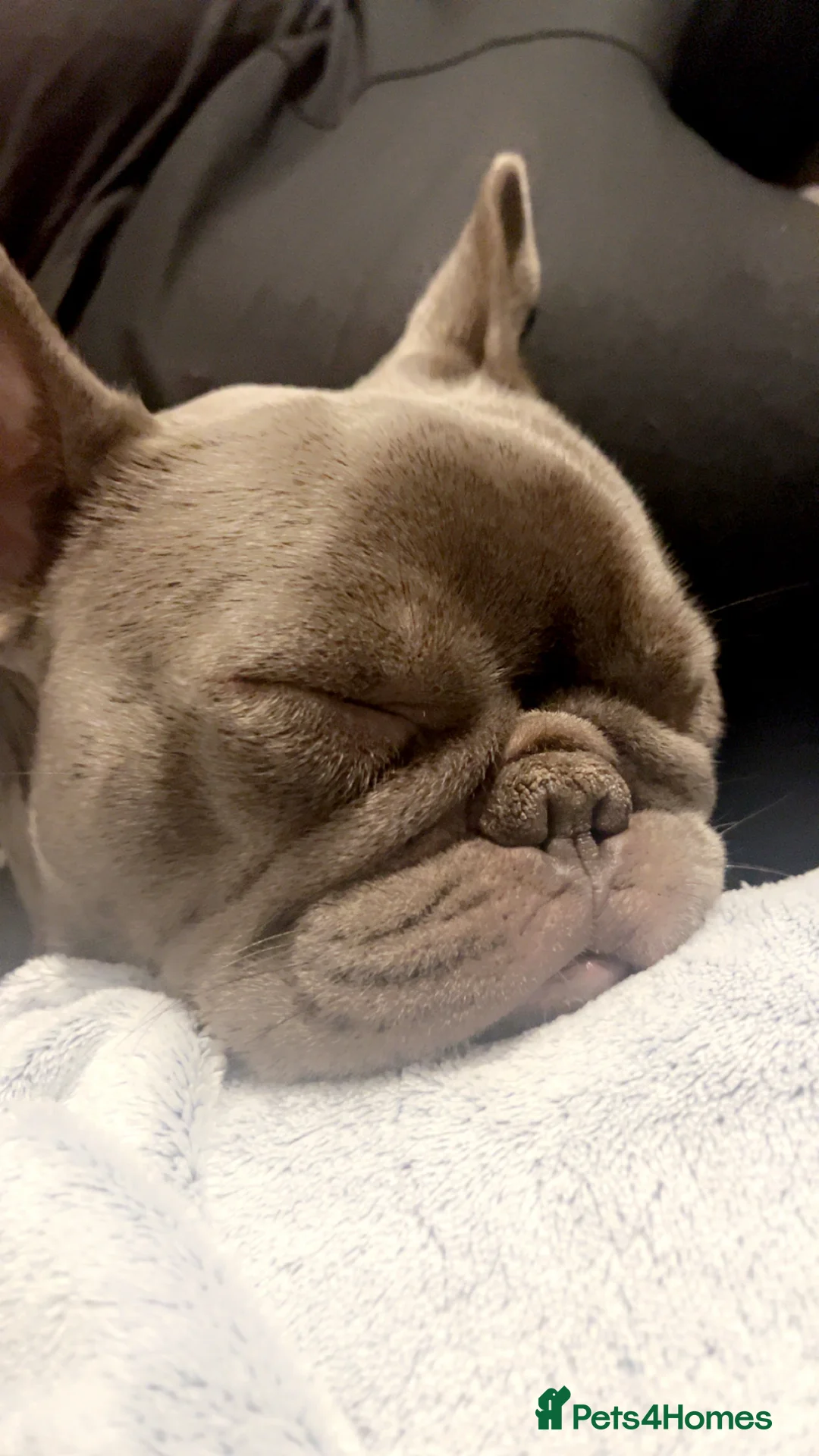 French Bulldog dogs for sale: French Bulldog 2 years in August  in Telford - Advert 4