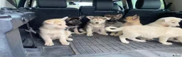 Mixed Breed dogs for sale: German Shepherd X Akita Pups - Advert 3