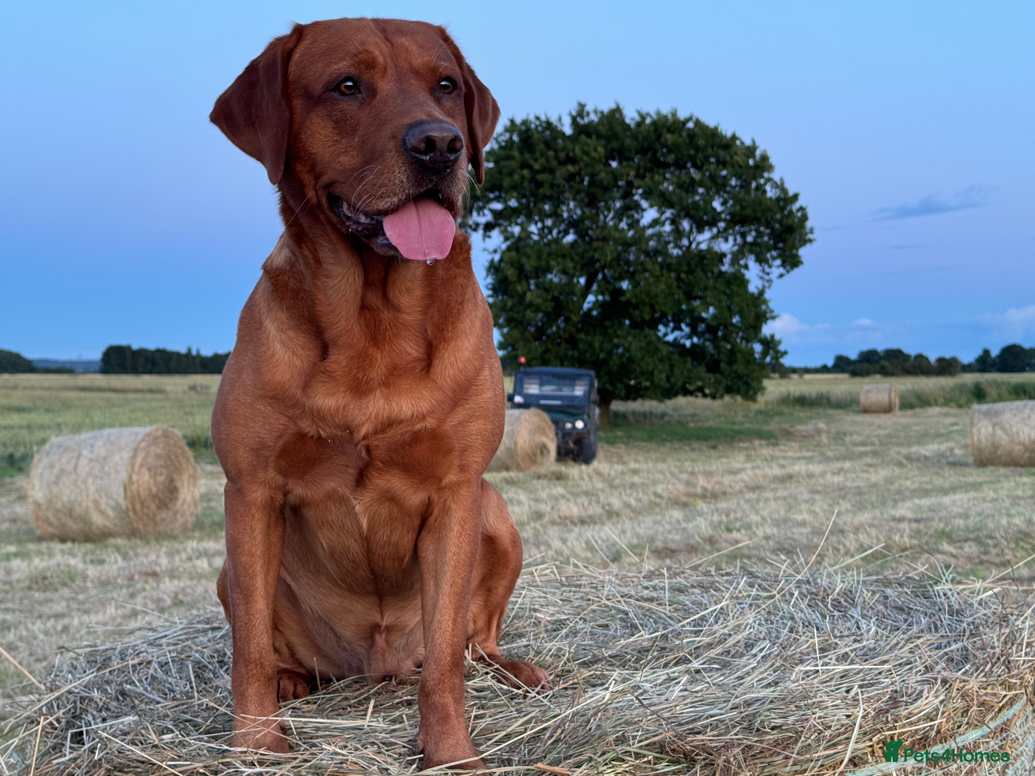 Labrador Retriever dogs Amazing KC Labradors fully health tested parents  - Advert 1