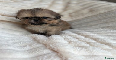 Shih Tzu dogs - Advert 5