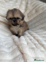 Shih Tzu dogs - Advert 5