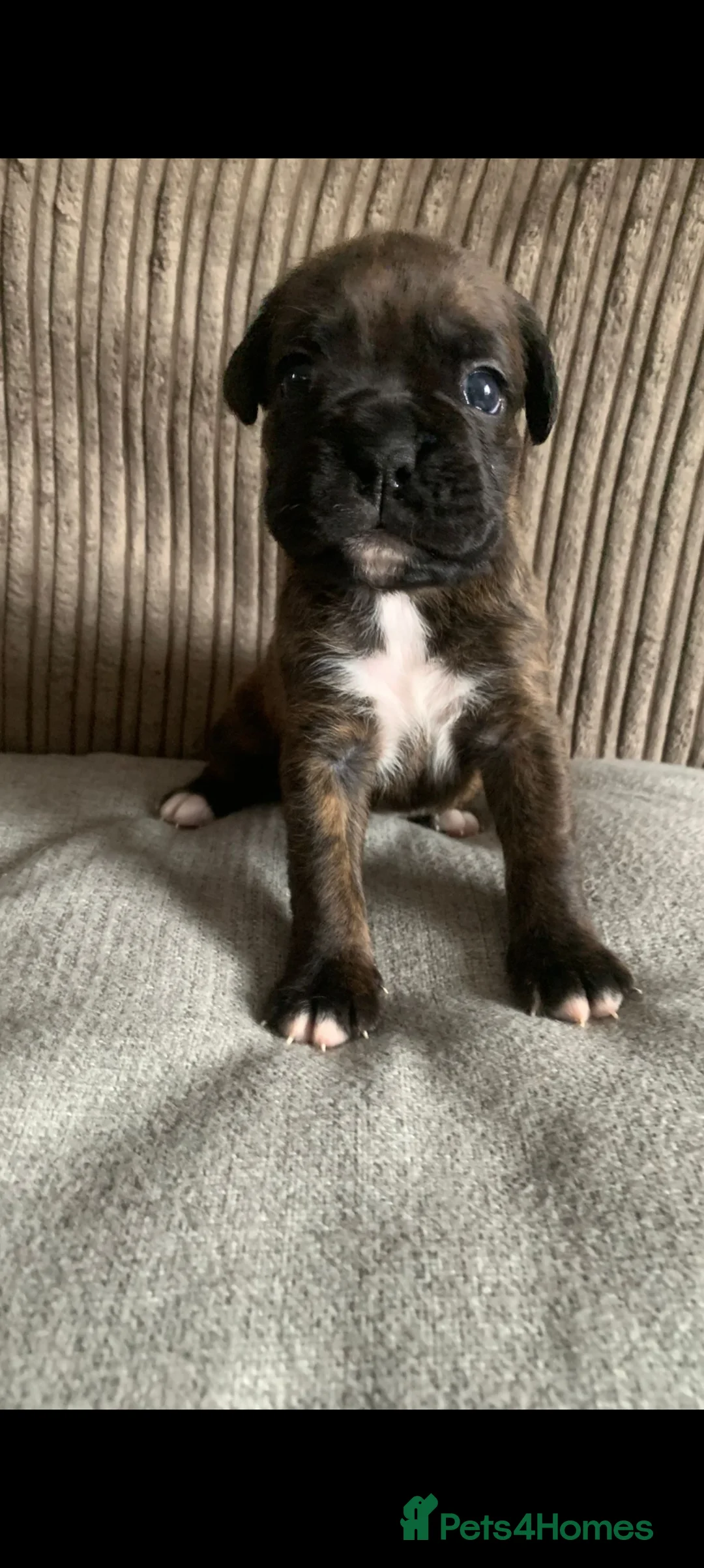 Boxer dogs for sale: 🩷🩵stunning KC registered boxers - Advert 12