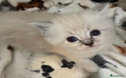 Ragdoll cats for sale: Ragdoll kittens   in Southampton - Image 8