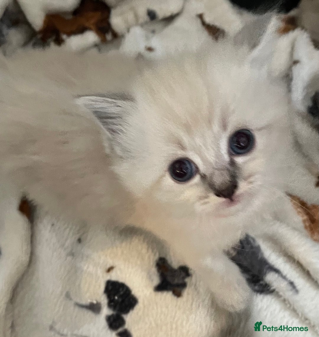 Ragdoll cats for sale: Ragdoll kittens   in Southampton - Image 8