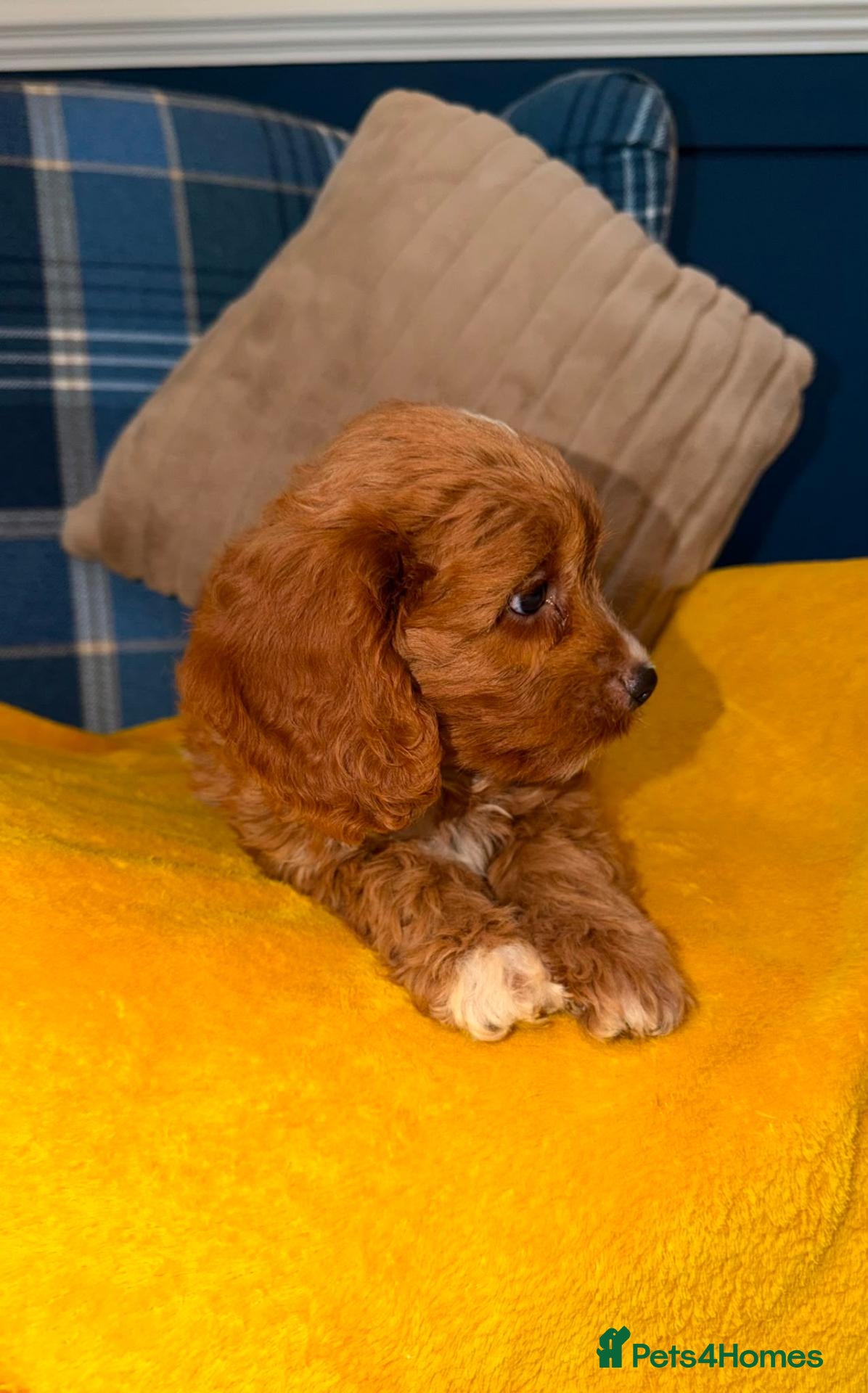 Cavapoo dogs 💙🩵Stunning Red Cavapoos boys 💙🩵 - Advert 2