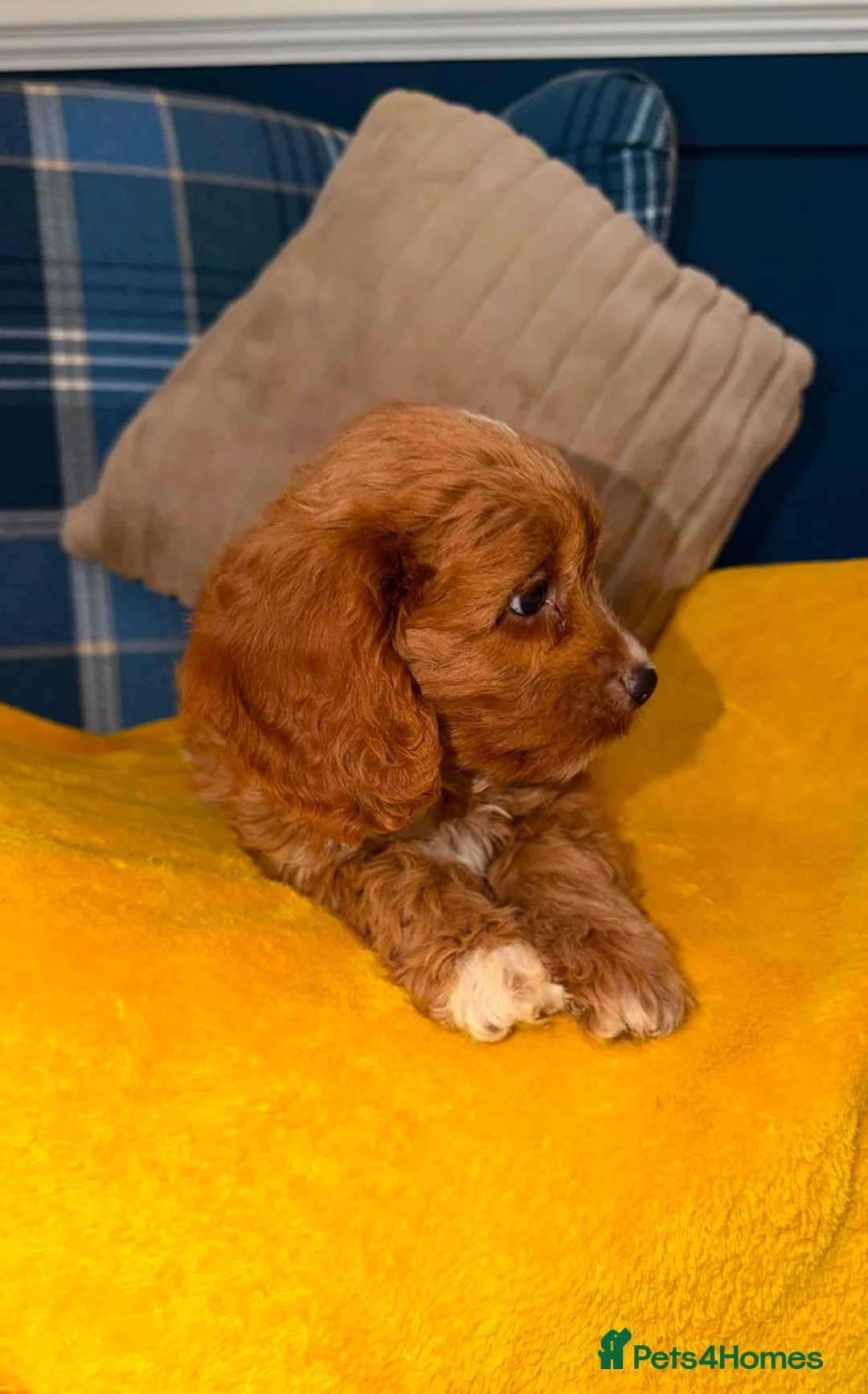 Cavapoo dogs for sale: 💙🩵Stunning Red Cavapoos boys 💙🩵 - Advert 2