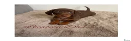 Miniature Dachshund dogs for sale: 4 True miniature dachshund boys  - Advert 5