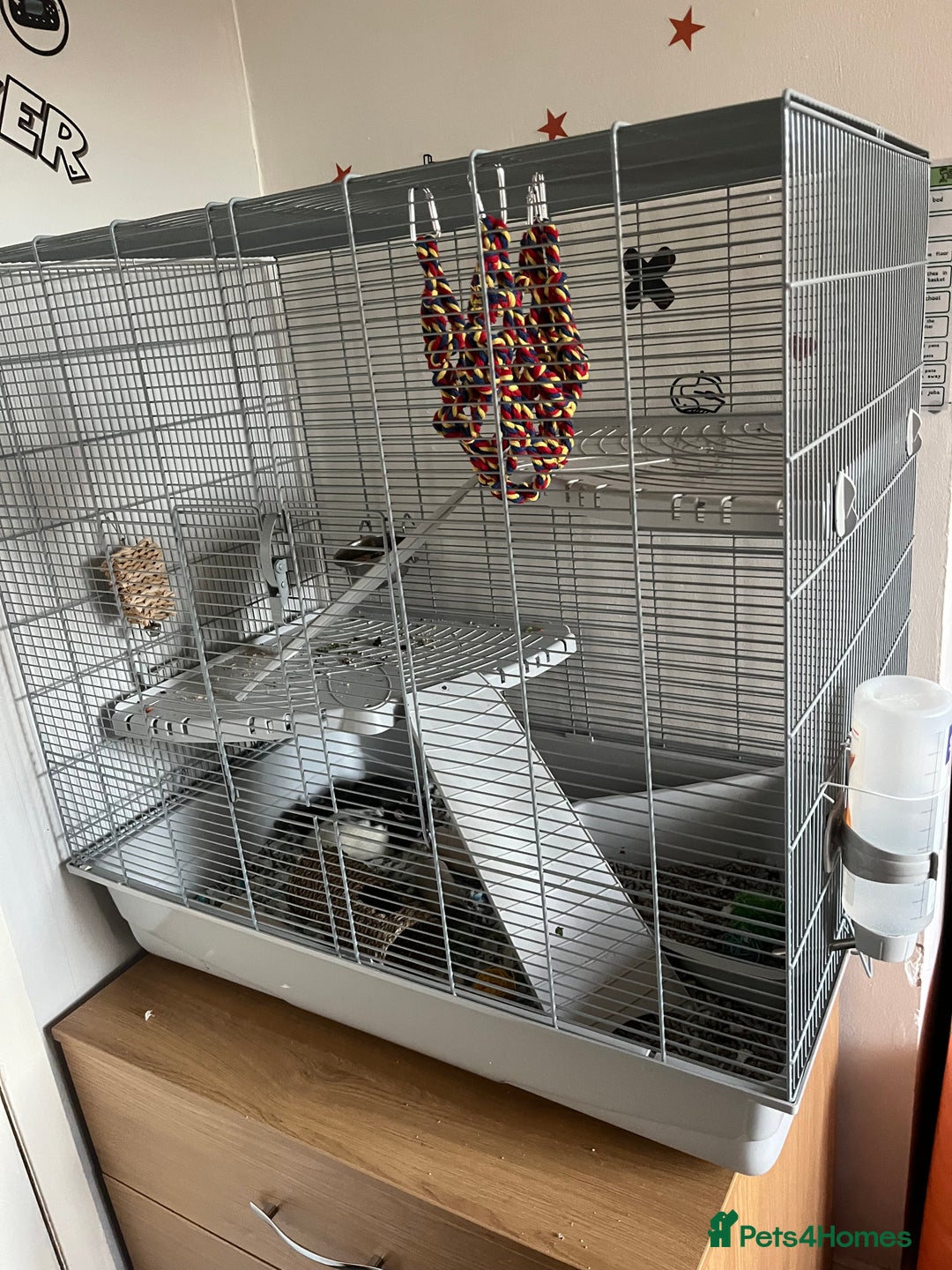 Rat rodents for sale: Two male rats - Advert 2