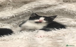 Mixed Breed cats for sale: Lovely kittens 8 weeks old  - Image 12