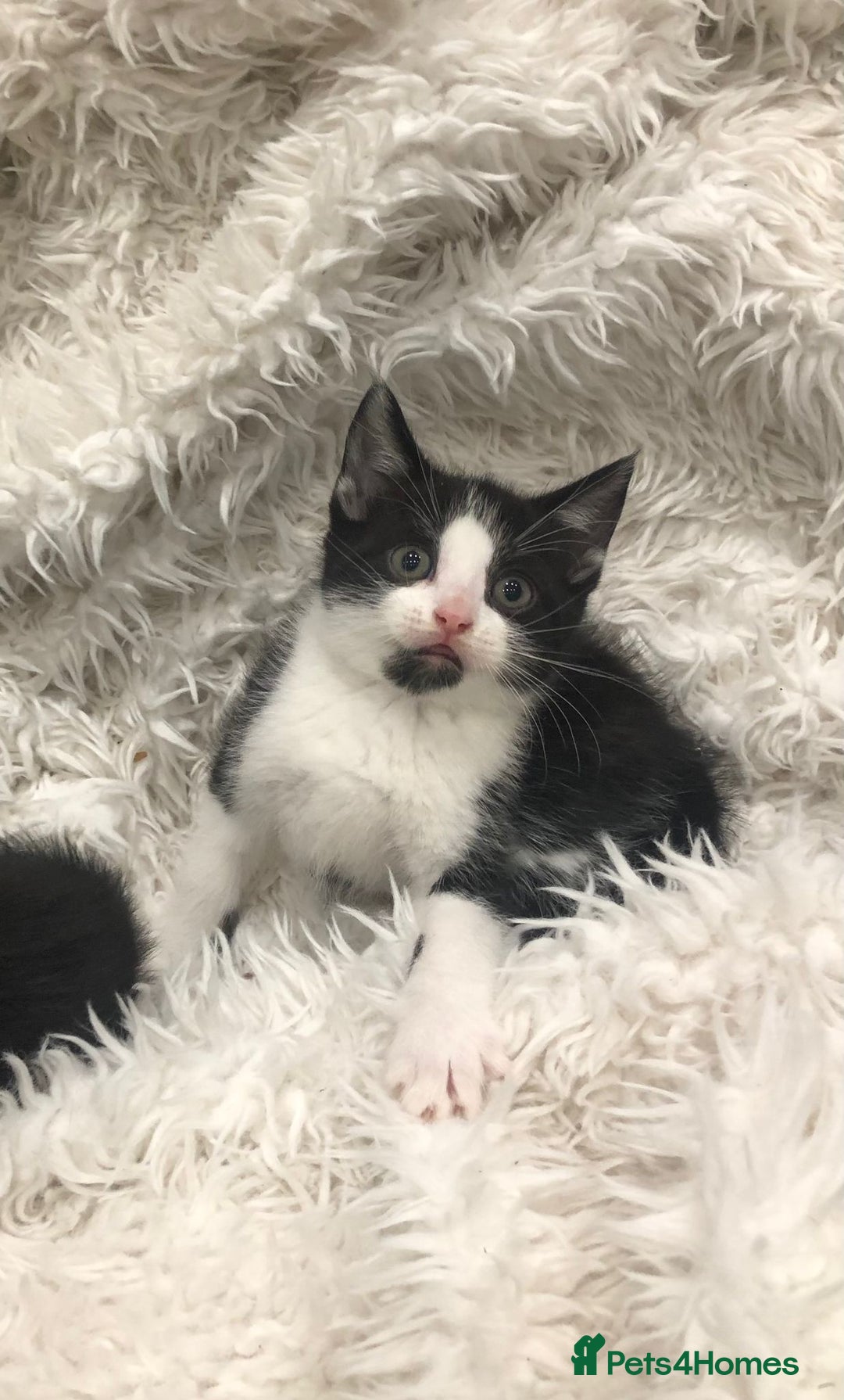 Mixed Breed cats for sale: Lovely kittens 8 weeks old  - Image 12